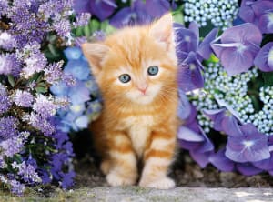 Ginger Cat in Flowers Flower & Garden By Clementoni