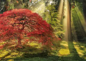 Magic Forests Waterfall By Heye