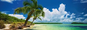 Paradise Palm Beach & Ocean By Heye
