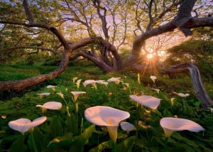 Magic Forests, Calla Clearing Easter By Heye