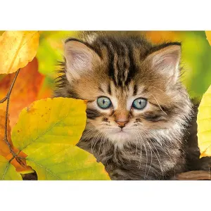 1500pc, Chaton en automne Fall By Nathan