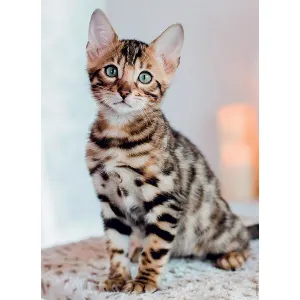 Chaton Bengal Cats By Nathan