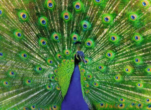 Peacock  Birds By Ravensburger