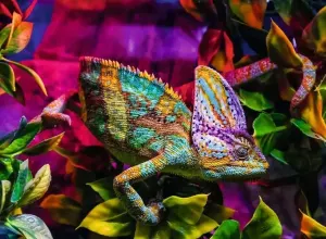 Chameleon  Reptile & Amphibian By Ravensburger