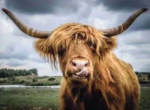 Puzzle Moments: Highland Cattle Animals By Ravensburger