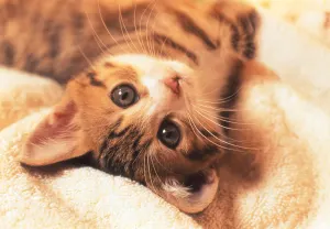Kitten Cats By Tomax Puzzles