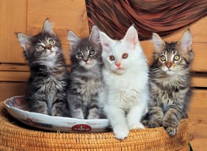 Maine Coon Cats Cats By Tomax Puzzles