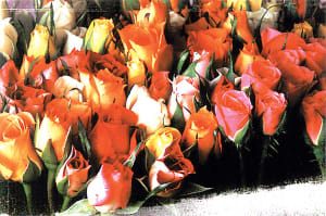Roses Mother's Day By Tomax Puzzles
