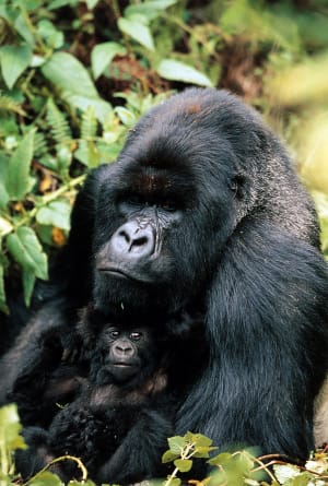 Gorilla Jungle Animals By Tomax Puzzles