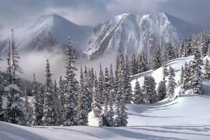 Snowy Winter Forest By Tomax Puzzles