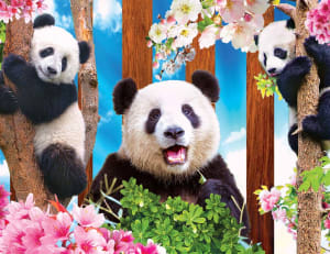 Panda Playtime Animals By Kodak