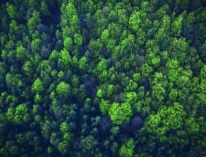 Forest  - Impuzzible No.23 Forest By All Jigsaw Puzzles