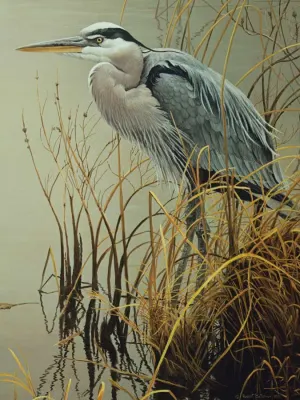 Great Blue Heron Birds By Cobble Hill