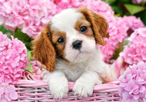 Pup in Pink Flowers Photography Jigsaw Puzzle By Castorland