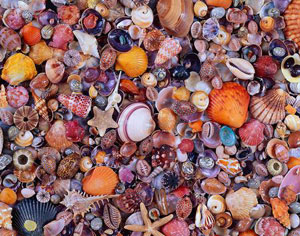 Seashell Beach & Ocean Impossible Puzzle By Piatnik