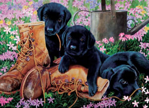 Black Lab Puppies Spring By Cobble Hill