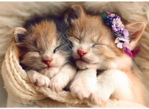 Sleeping Kittens Cats By Trefl