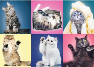 Kittens Collage Jigsaw Puzzle By Trefl