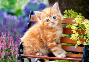 Ginger Kitten Photography By Castorland
