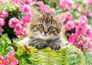 Kitten in Flower Garden Cats By Castorland