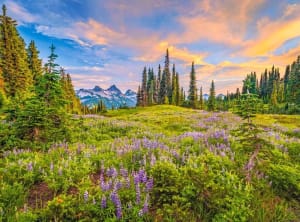 Blossoms of Morning Photography By Castorland