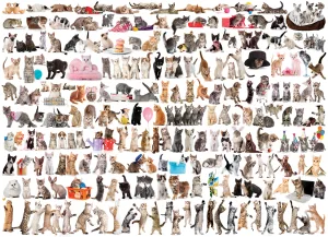 The World of Cats Pattern & Geometric By Eurographics