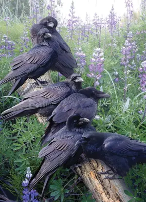 Raven Rendezvous Landscape By Cobble Hill