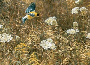 Queen Anne's Lace and American Goldfinch Birds By Cobble Hill