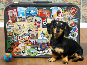 Dachshund 'Round the World Dogs By Cobble Hill