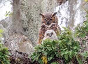 Great Horned Owl Birds By Cobble Hill