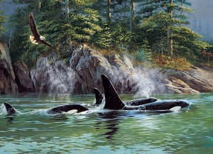 Orcas Sea Life By Cobble Hill