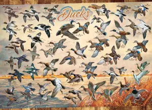 Ducks of North America Birds By Cobble Hill