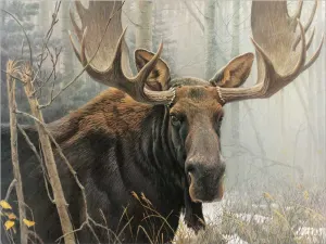 Bull Moose Forest By Cobble Hill