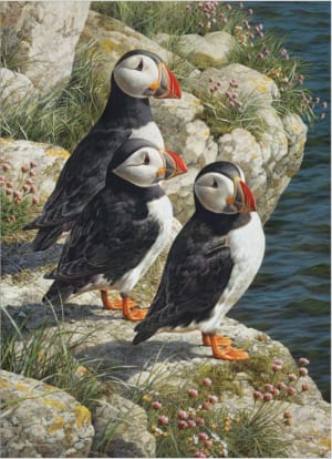 Fisherman’s Wharf Birds By Cobble Hill