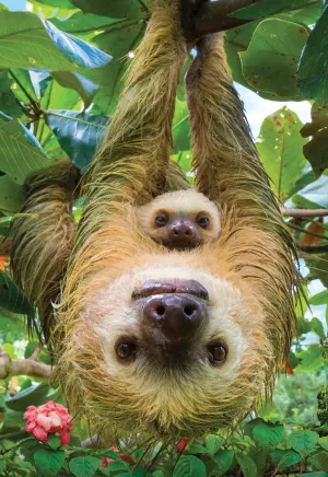 Sloth Animals By Eurographics