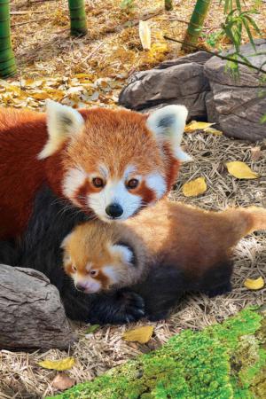 Red Panda Animals Children's Puzzles By Eurographics