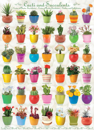 Cacti and Succulents Pattern & Geometric By Eurographics