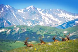 Mountain Elks