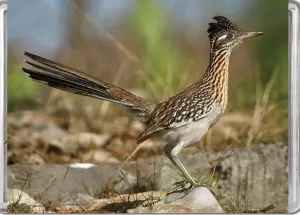 Greater Roadrunner MiniPix® Puzzle Birds By Pigment & Hue
