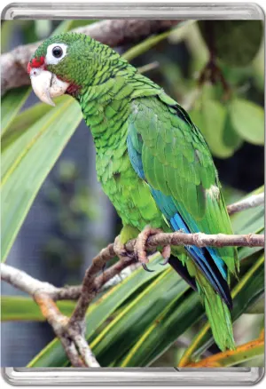 Puerto Rican Parrot MiniPix® Puzzle Photography By Pigment & Hue