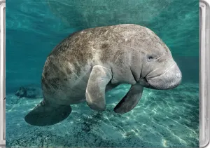 Manatee MiniPix® Puzzle Animals By Pigment & Hue