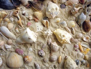 She Sells Sea Shells Beach & Ocean By Heritage Puzzles