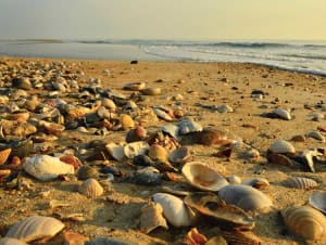 Low Tide Beach & Ocean By Heritage Puzzles