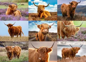 Highland Cows Collage By Willow Creek Press