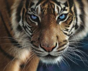 Blue Eyes Tiger  Big Cats Jigsaw Puzzle By Hart Puzzles