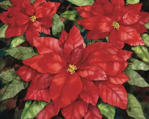 Poinsettia Christmas By Hart Puzzles
