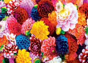 Beautiful Blooms Flower & Garden By MasterPieces