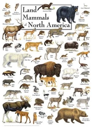 Land Mammals of North America Animals By MasterPieces