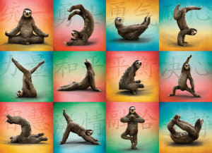 Sloth Yoga Collage By Willow Creek Press