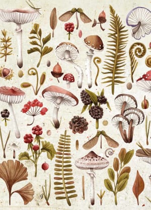 Mushrooms Collage By Willow Creek Press
